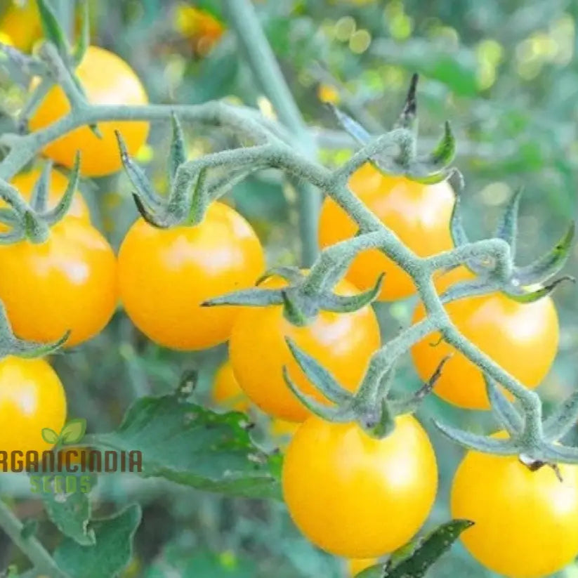 Goldrush Currant Tomato Seeds for Planting, Premium Home Garden Seeds