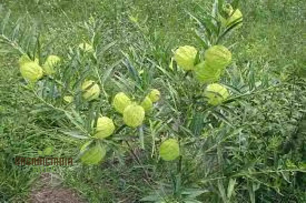 Gomphocarpus Physocarpus Seeds For Unique Gardening - Ideal Garden Enthusiasts Looking To Add