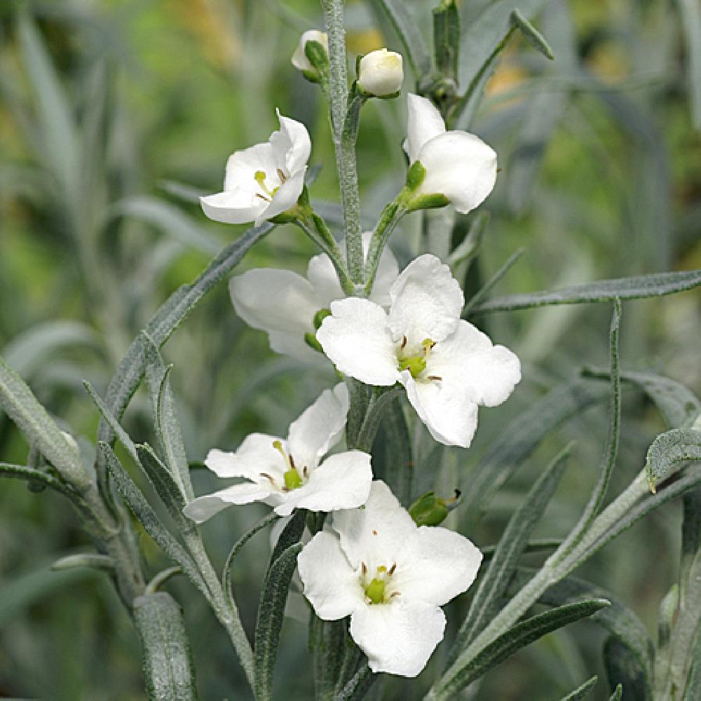 Gomphostigma seeds White Candy variety blooming in garden