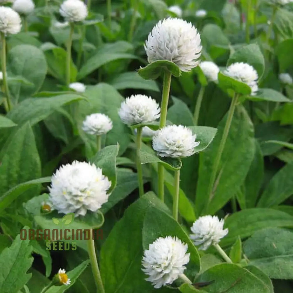 Gomphrena White Bloom Seeds for Decorative Flower Beds