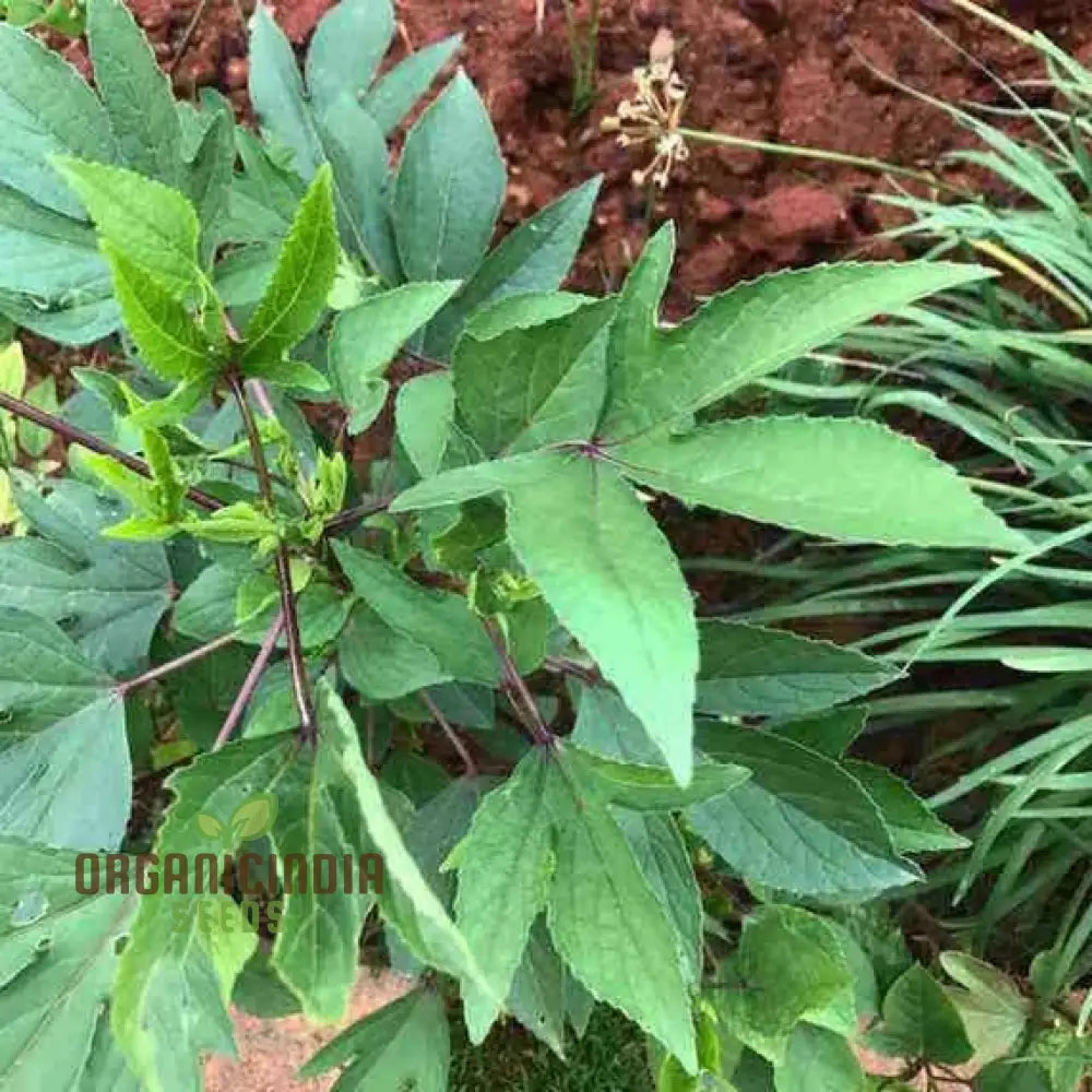 High-Quality Gongura Seeds for Planting, Easy-to-Grow Leafy Vegetable Seeds
