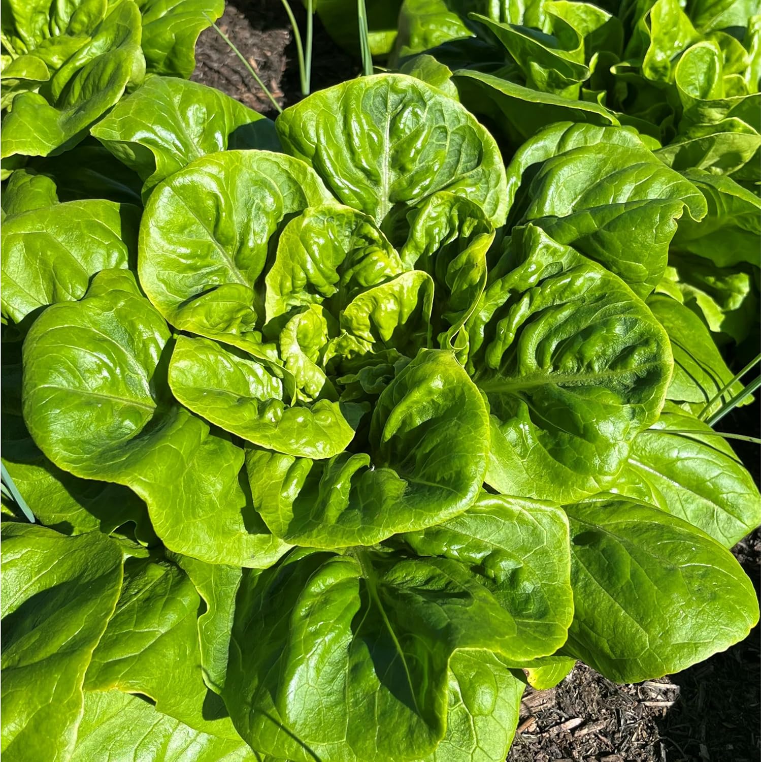 Goose Lettuce Seedlings Growing from Seeds for Home Garden