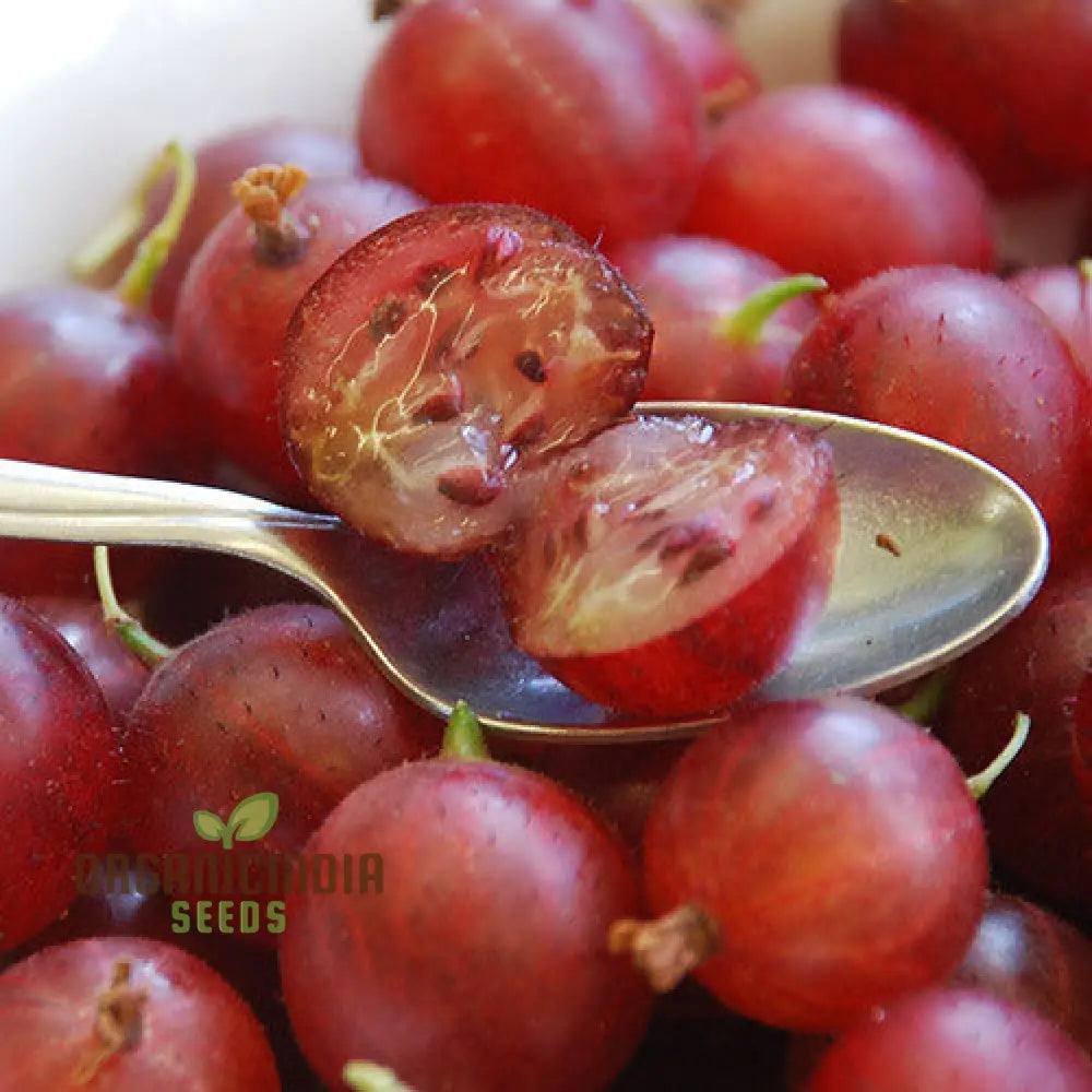 Gooseberry plant grown from Hinnomaki seeds in garden pots