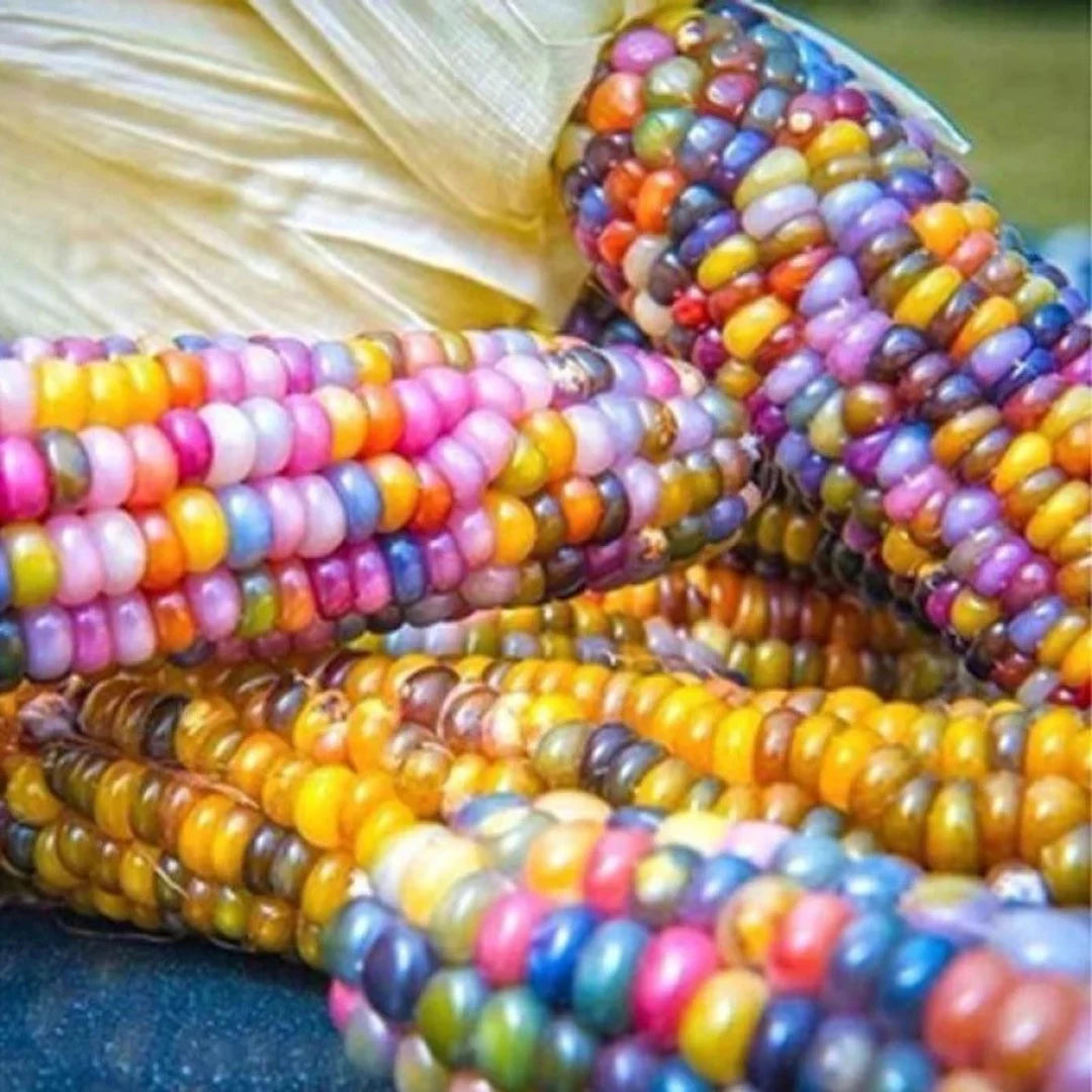 Gorgeous Gem Corn Growing in Container from Seeds, Ornamental Home ...