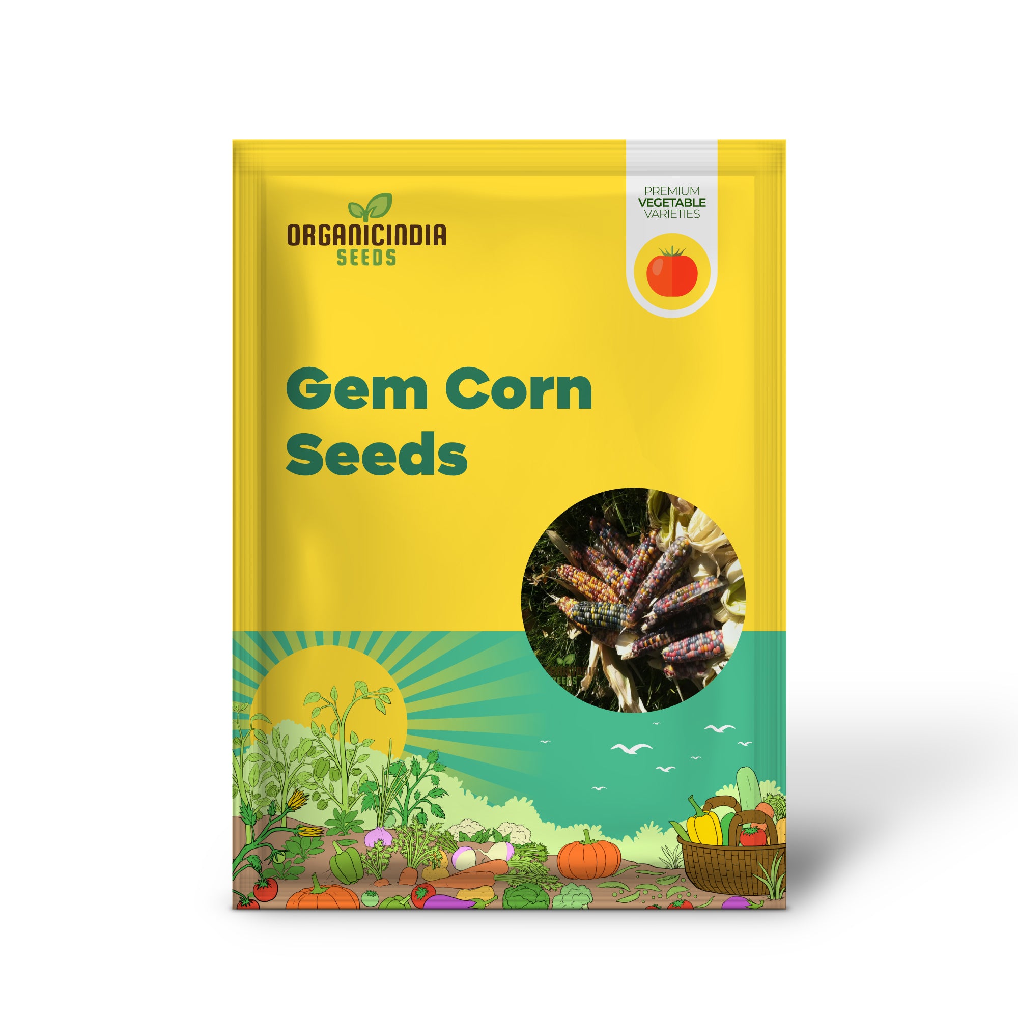 Gorgeous Gem Corn Seedling Growing in Garden, Easy-to-Grow Heirloom Corn Seeds