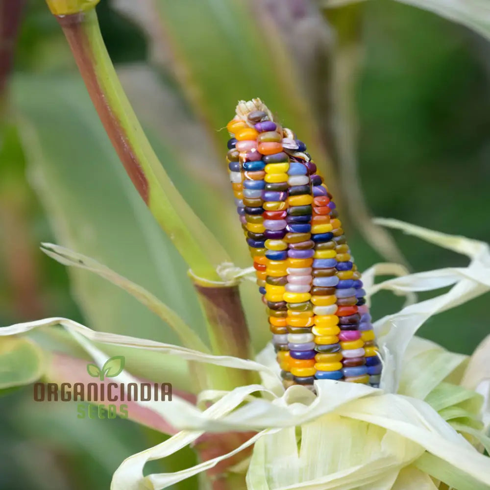 Gorgeous Gem Indian Corn Seeds, Heirloom Multicolored Corn for Planting
