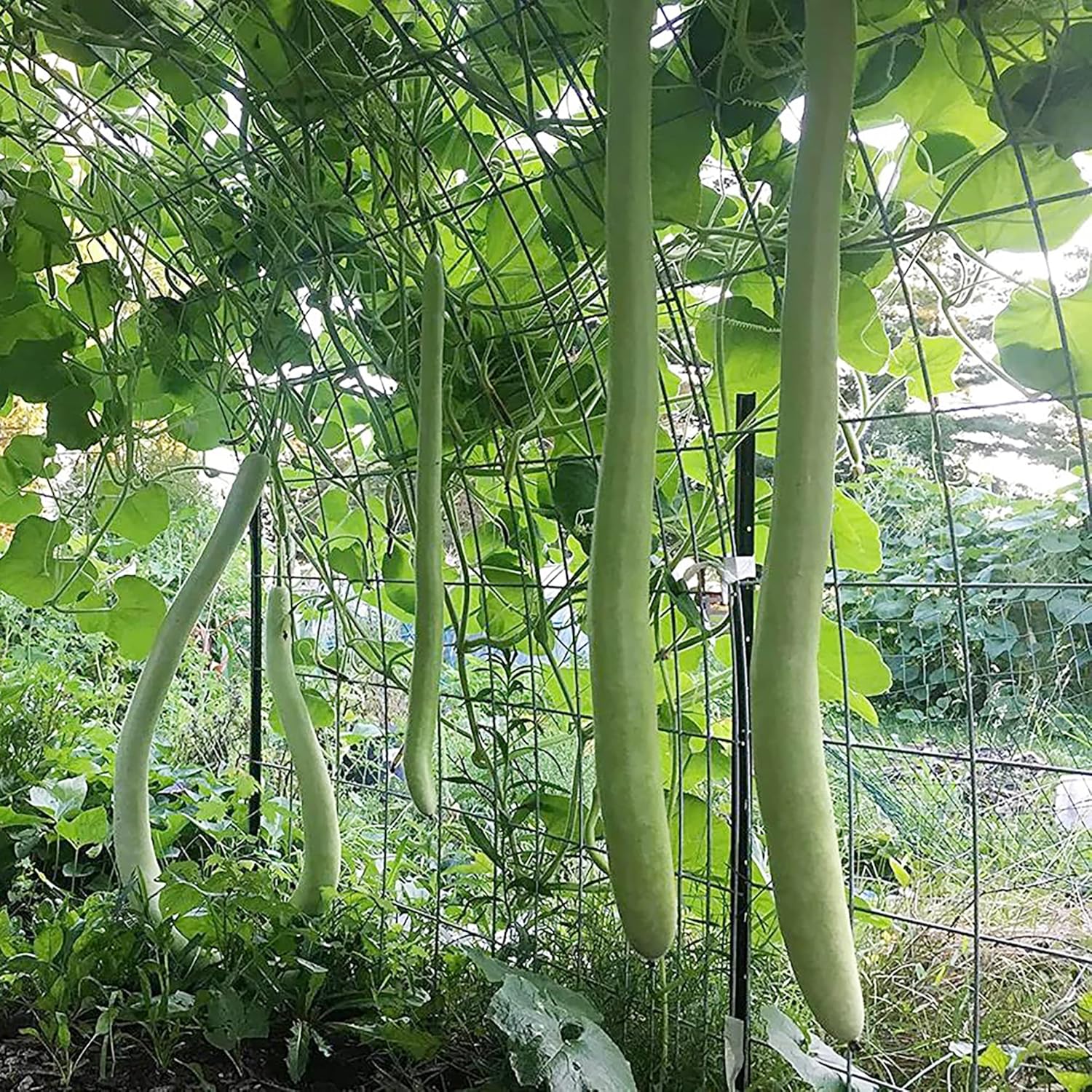 Mature Cucuzzi Gourd Plant from Seeds, Vigorous Climbing Vegetable
