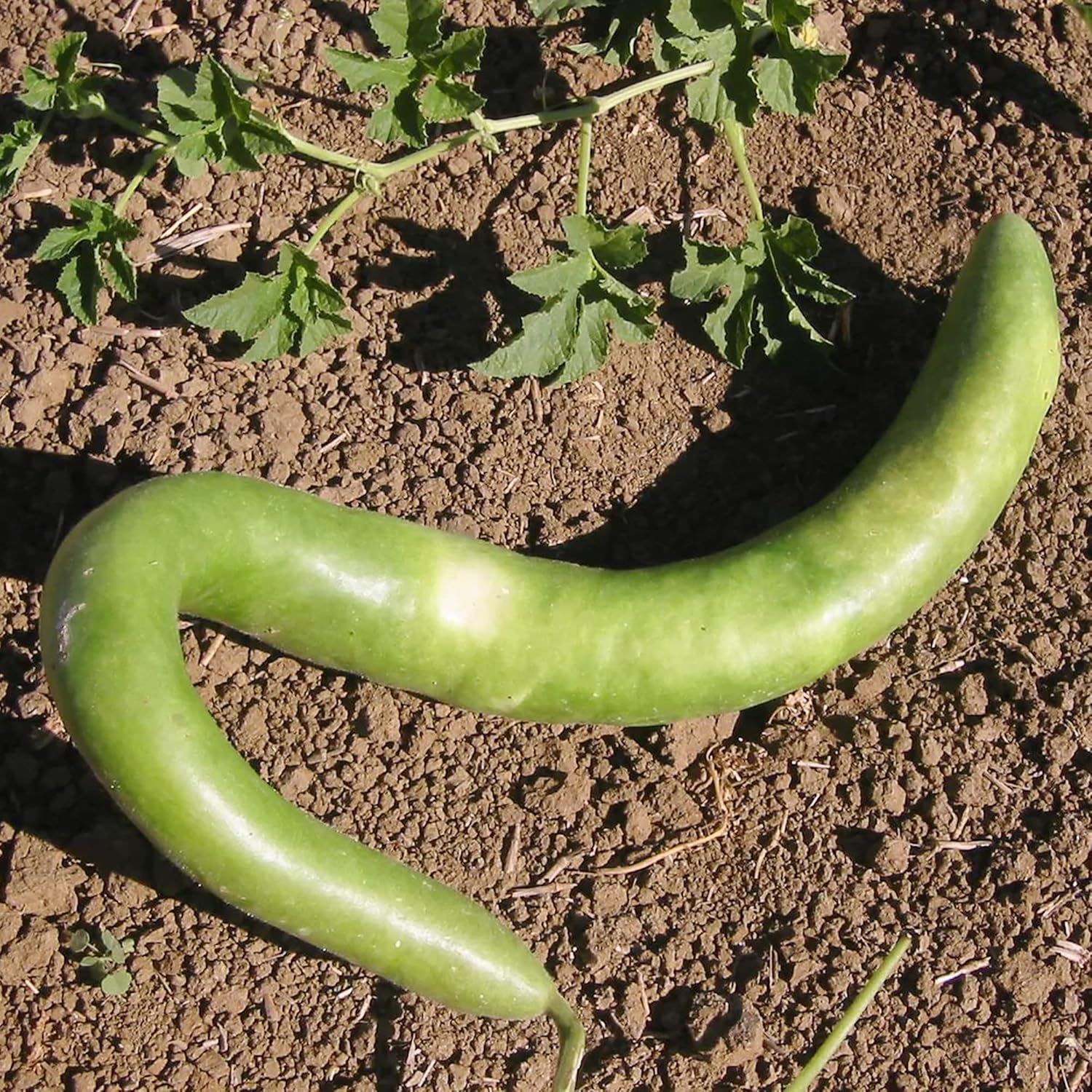 Cucuzzi Gourd Plant on Trellis from Seeds, Self-Pollinating Vegetable