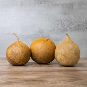 Cannonball Gourd Plants in Garden Bed, Outdoor Trellis Seeds