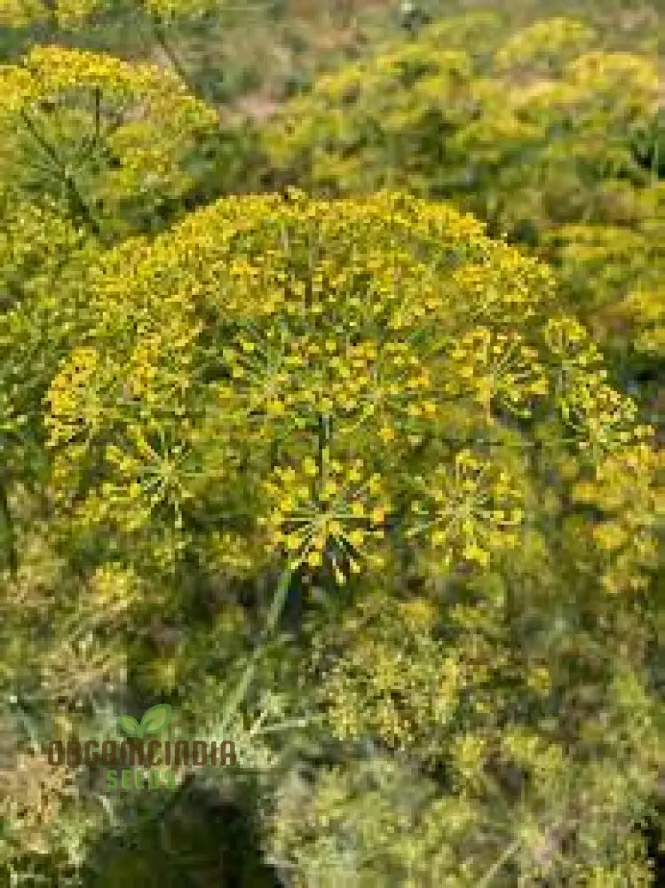 Grandma Einckâ€™s Delightful Dill Seeds - Premium Heirloom Variety For Thriving Herb Gardens And