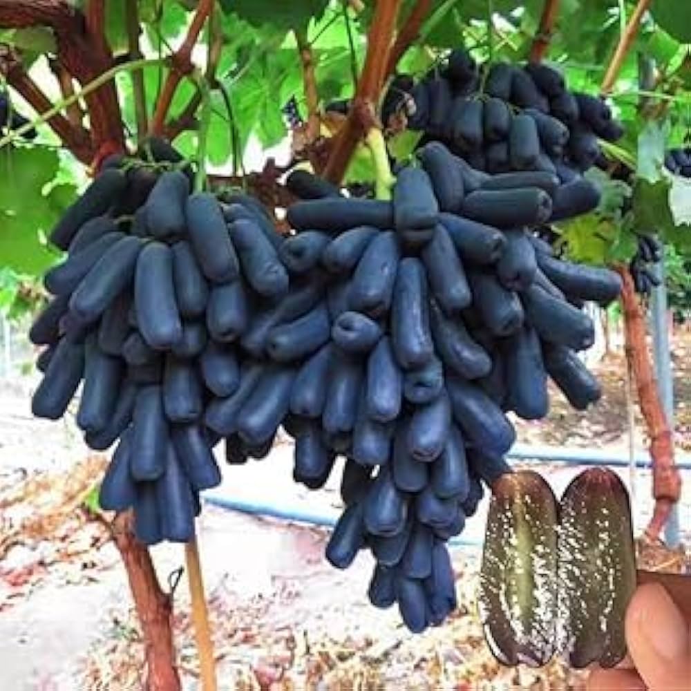 Grape seedlings sprouting from rare Black Finger Grape seeds