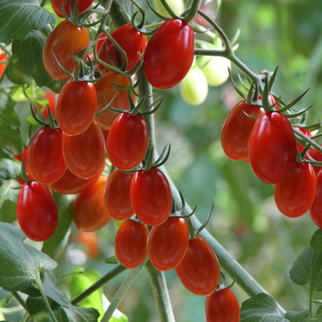 Grape Tomato Seeds Heirloom Sweet Juicy High-Yield Variety