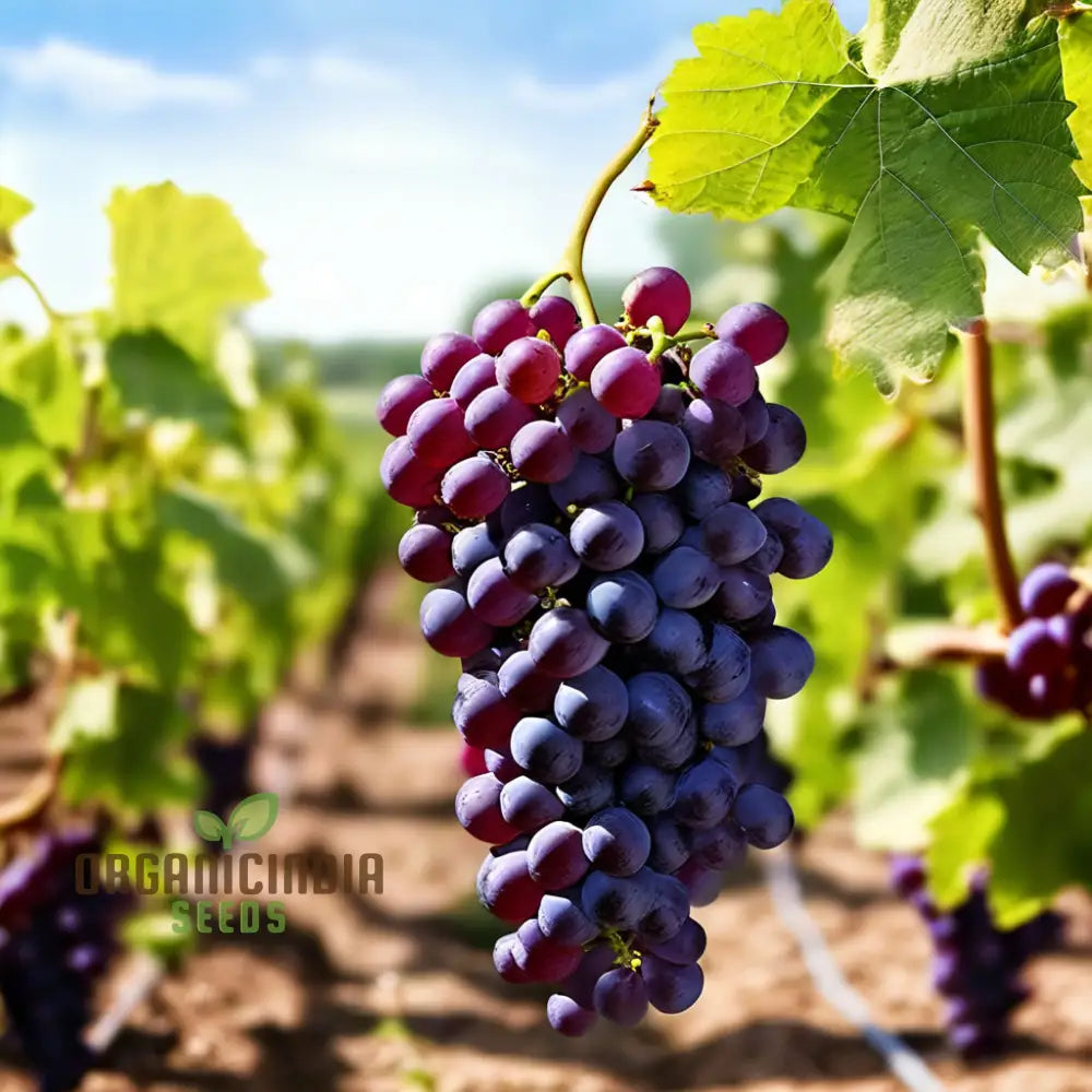 Young Grape Vine Growing from Ruby Roman Seeds