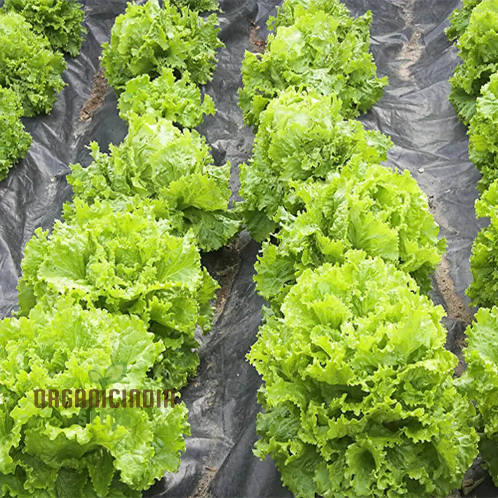 Large Crisp Great Lakes Lettuce Heads