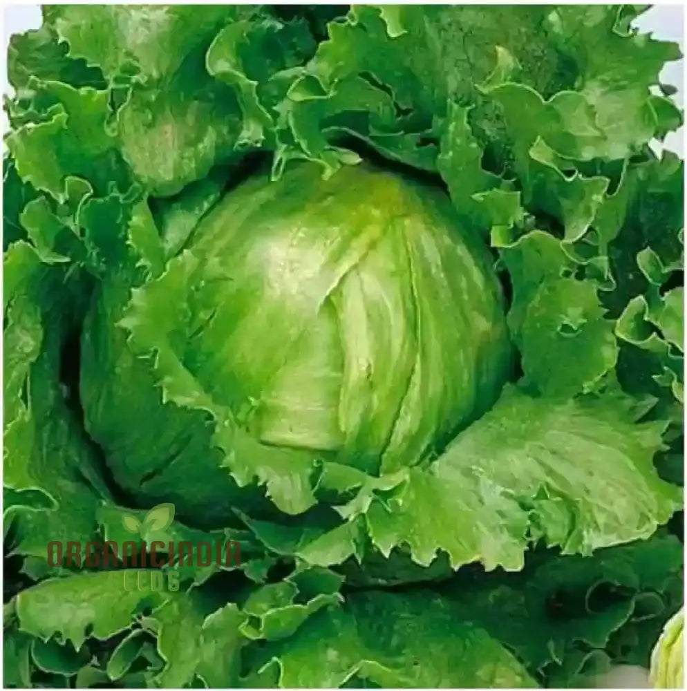 Great Lakes Lettuce Seeds for Planting
