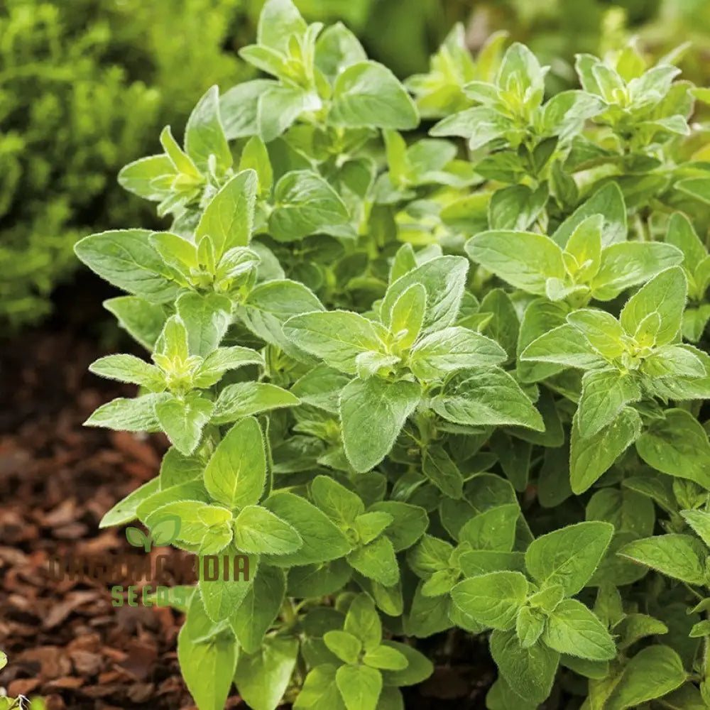 Greek Oregano Seeds Growing in Pots for Kitchen Herb Use