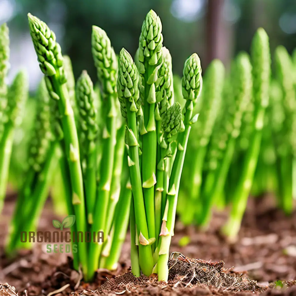 Green Asparagus Seeds for Planting, Home Garden Vegetable Seeds