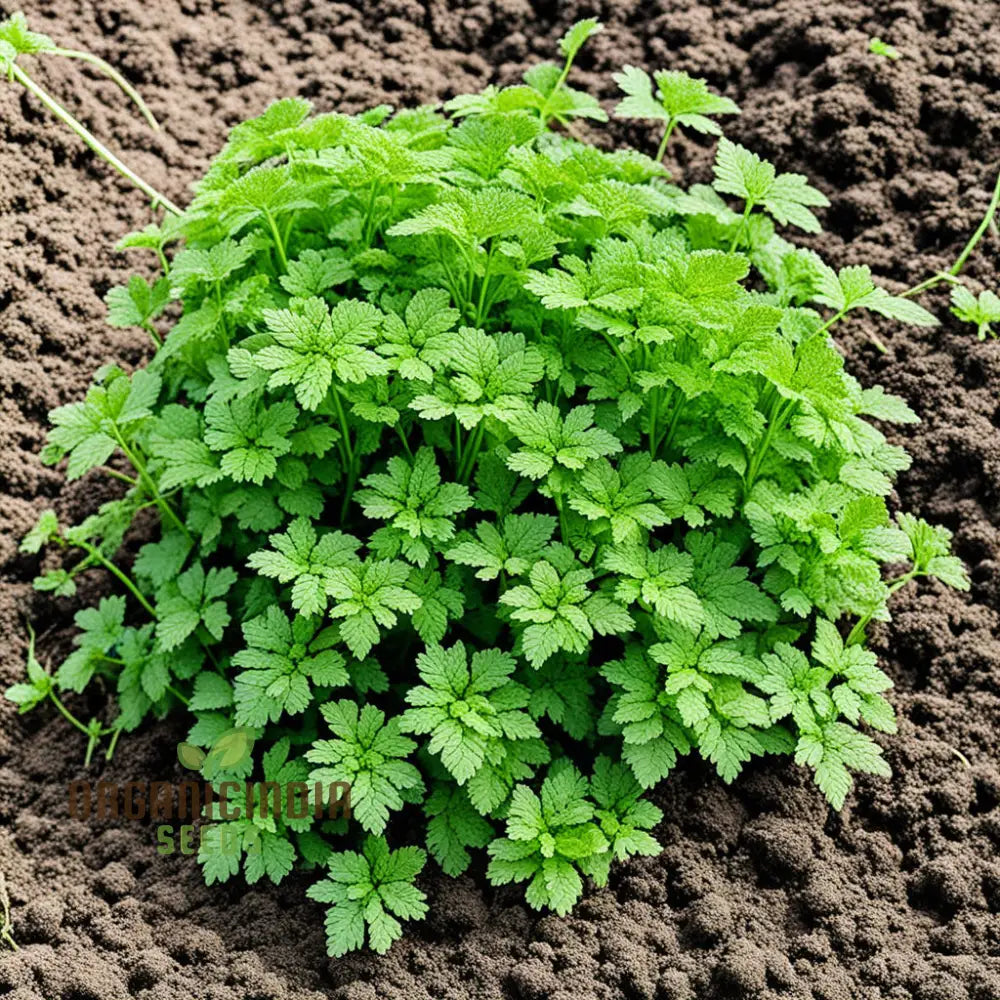 Green Chervil Seeds for Planting in Home Garden