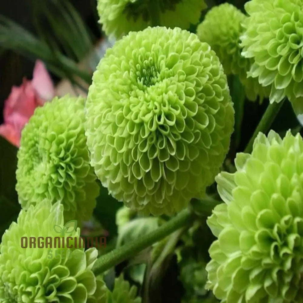 Organic Green Chrysanthemum seeds for planting