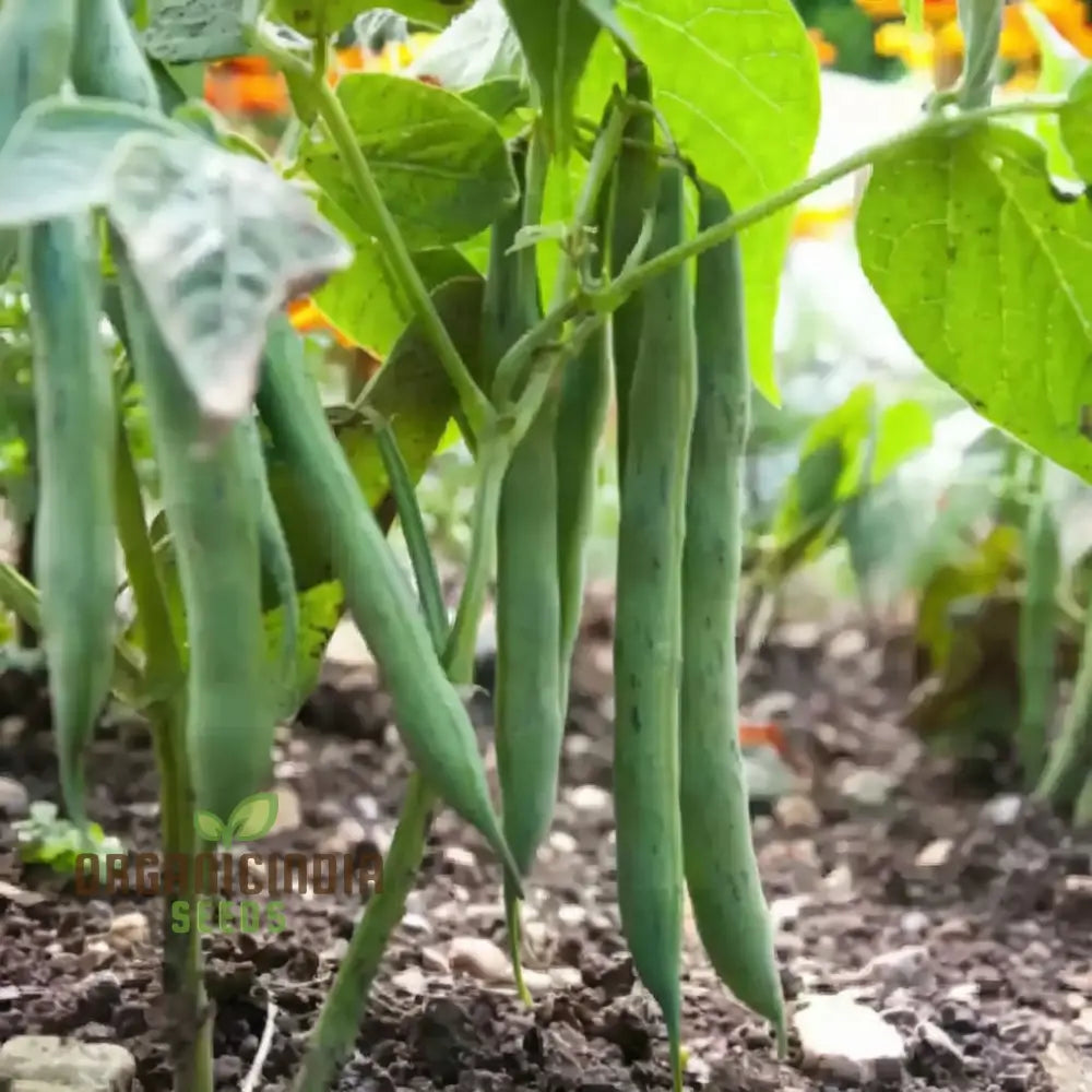 Green Contender Bean Seeds for Planting – Heirloom Green Bean Variety