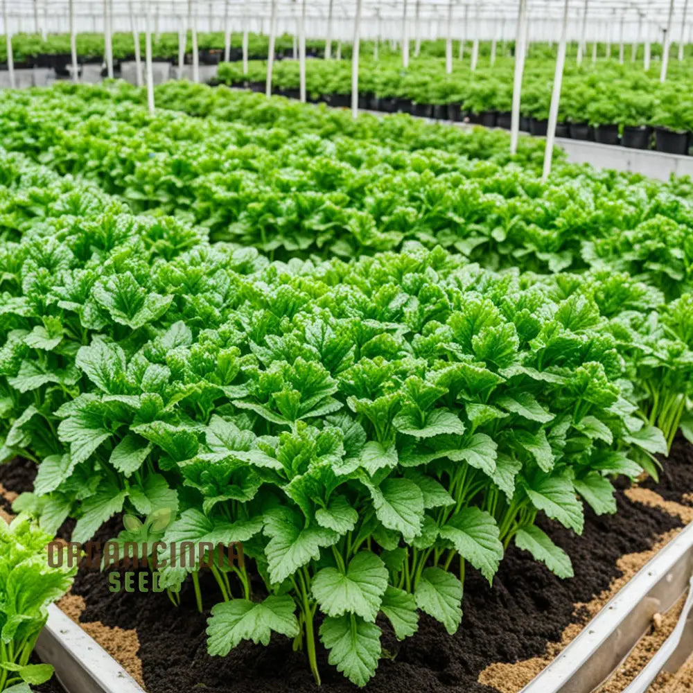 Green Dixie Lee Vegetable Mix Seeds for Planting, Diverse Leafy Greens