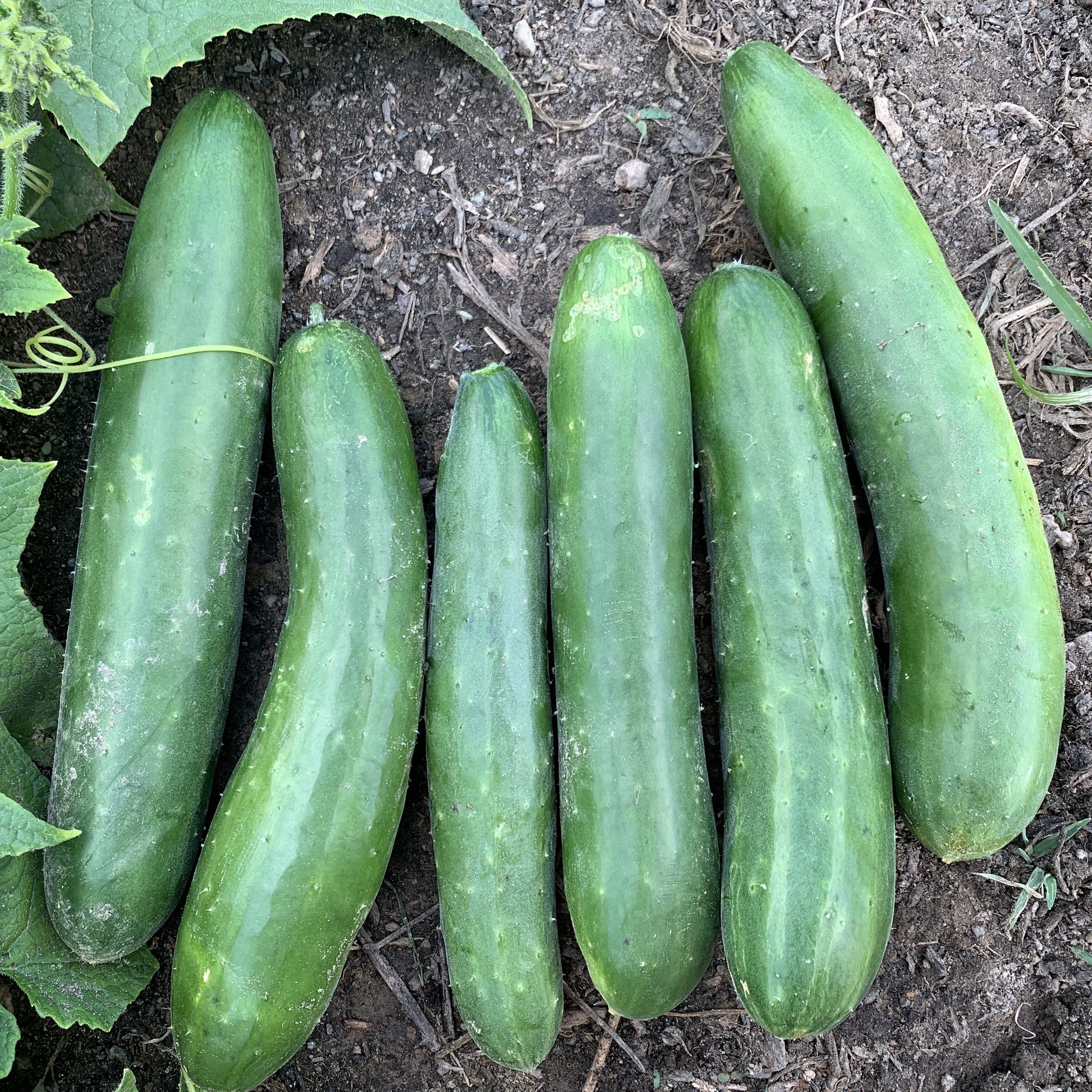 Mature Green Finger Cucumber Plant with Crisp and Sweet Cucumbers