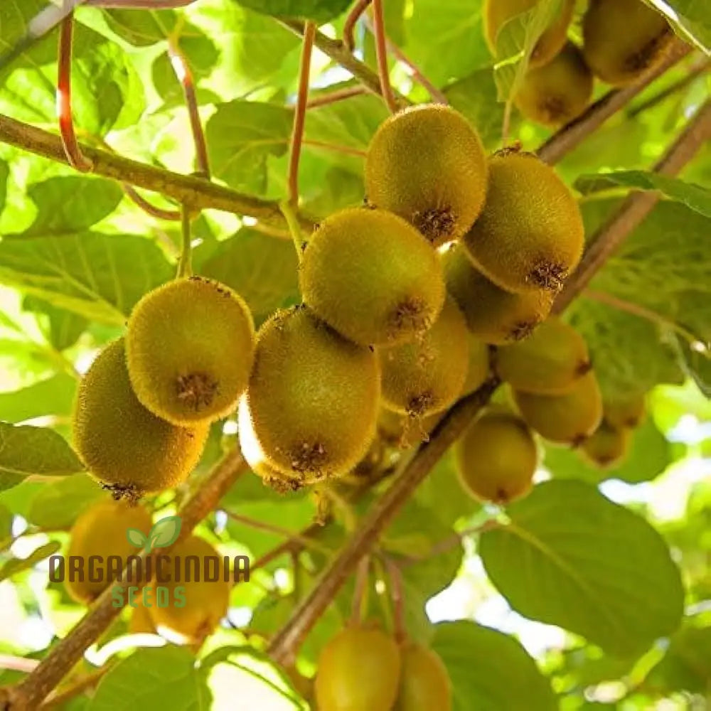 Green kiwi fruit seeds for planting in home garden