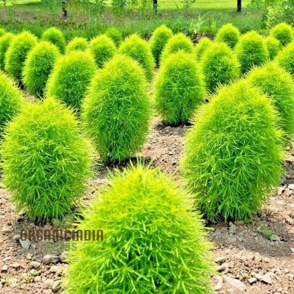 Green Kochia Scoparia Seeds â€“ Grow Your Own Spectacular Foliage For A Stunning Landscape!