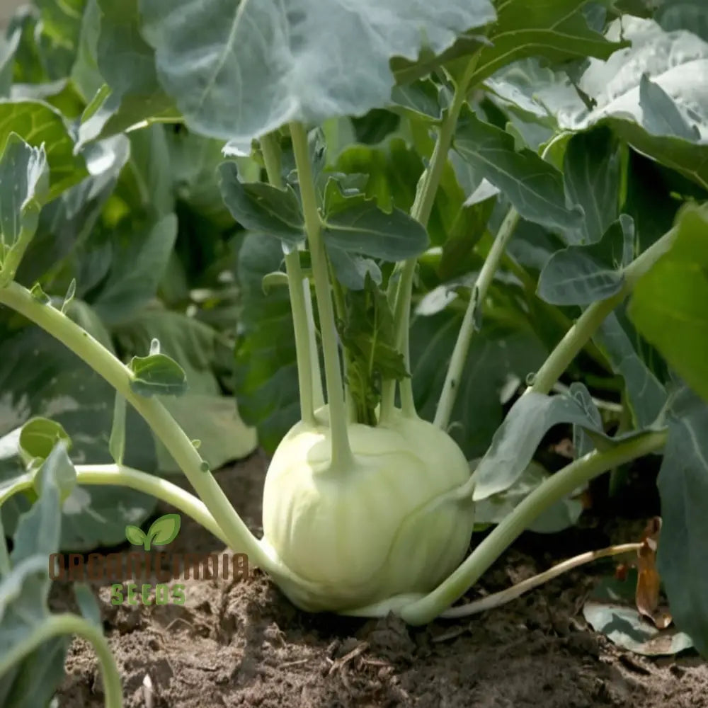 Mature Green Kohlrabi Plant from Seeds, Crisp and Flavorful Vegetable