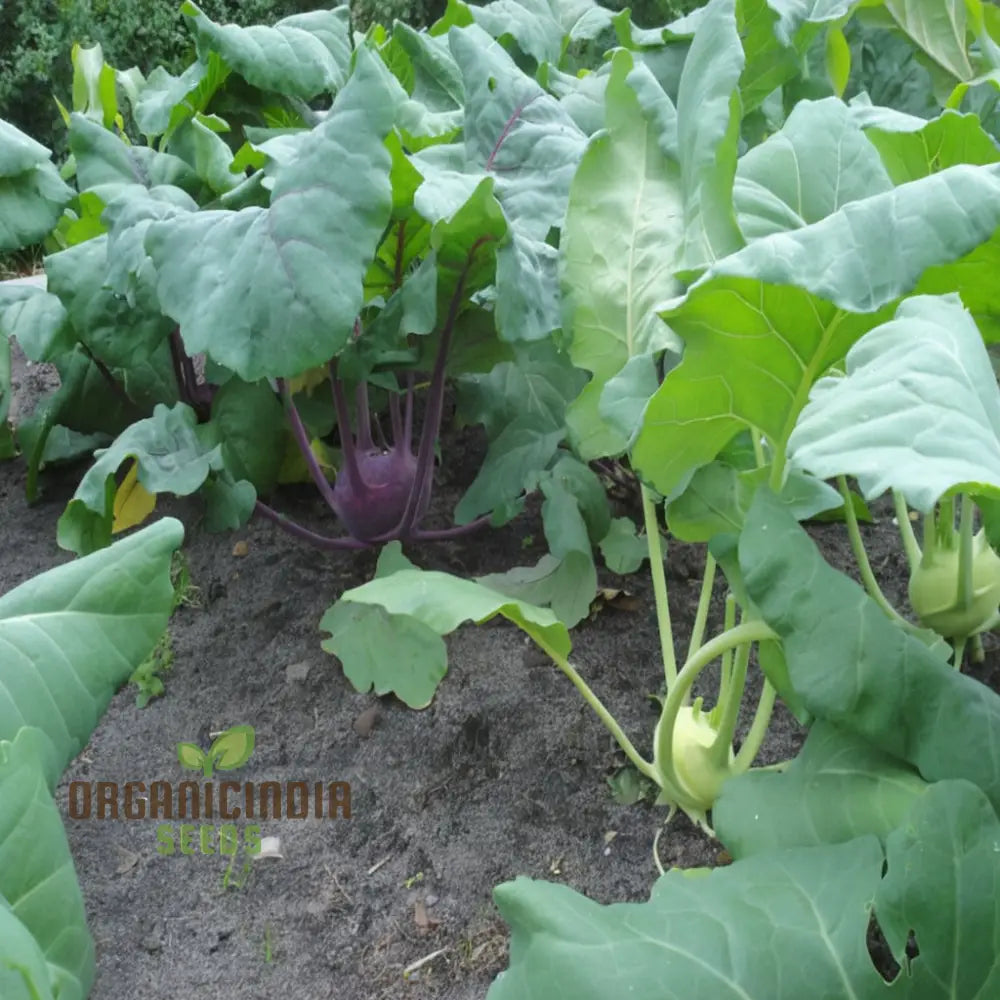 Green Kohlrabi Seeds for Planting, High-Yield Home Garden Vegetable Seeds