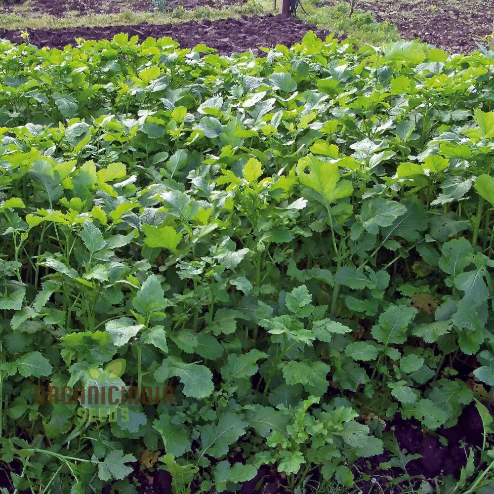 Caliente Mustard Green Manure Plants in Garden Bed, Sustainable Gardening Seeds