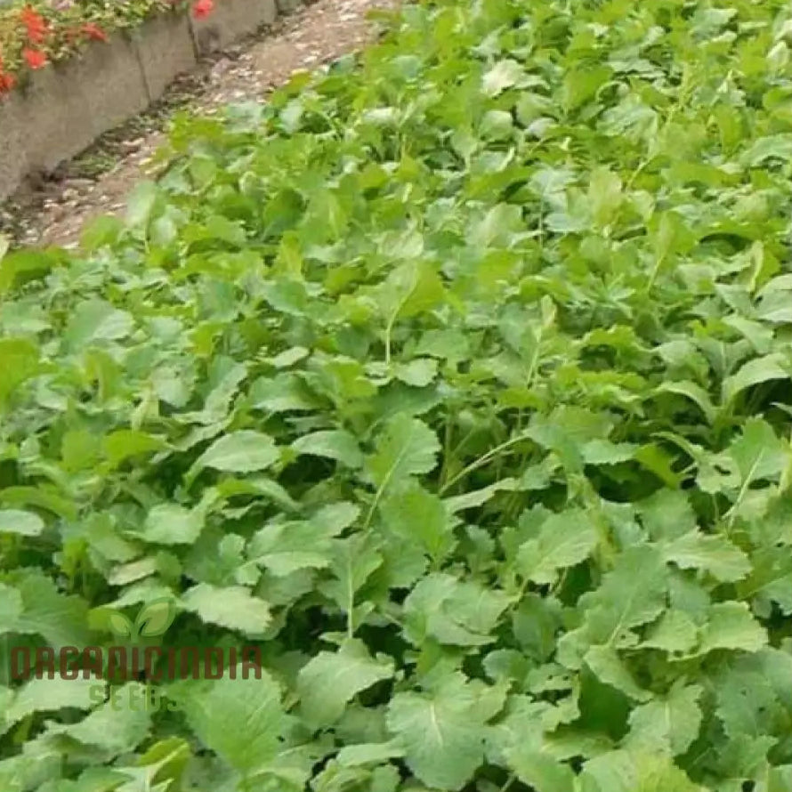 Mature Caliente Mustard Green Manure Plant from Seeds, Soil Enrichment Crop