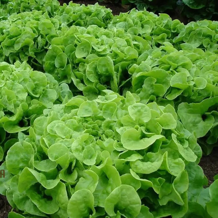 Green Oakleaf Lettuce Growing in Garden from Seeds