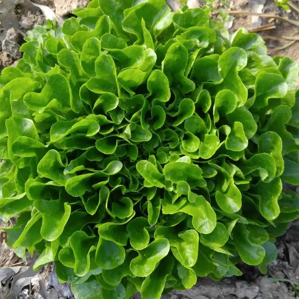 Green Oakleaf Lettuce Seeds for Planting, Non-GMO Lettuce Seeds