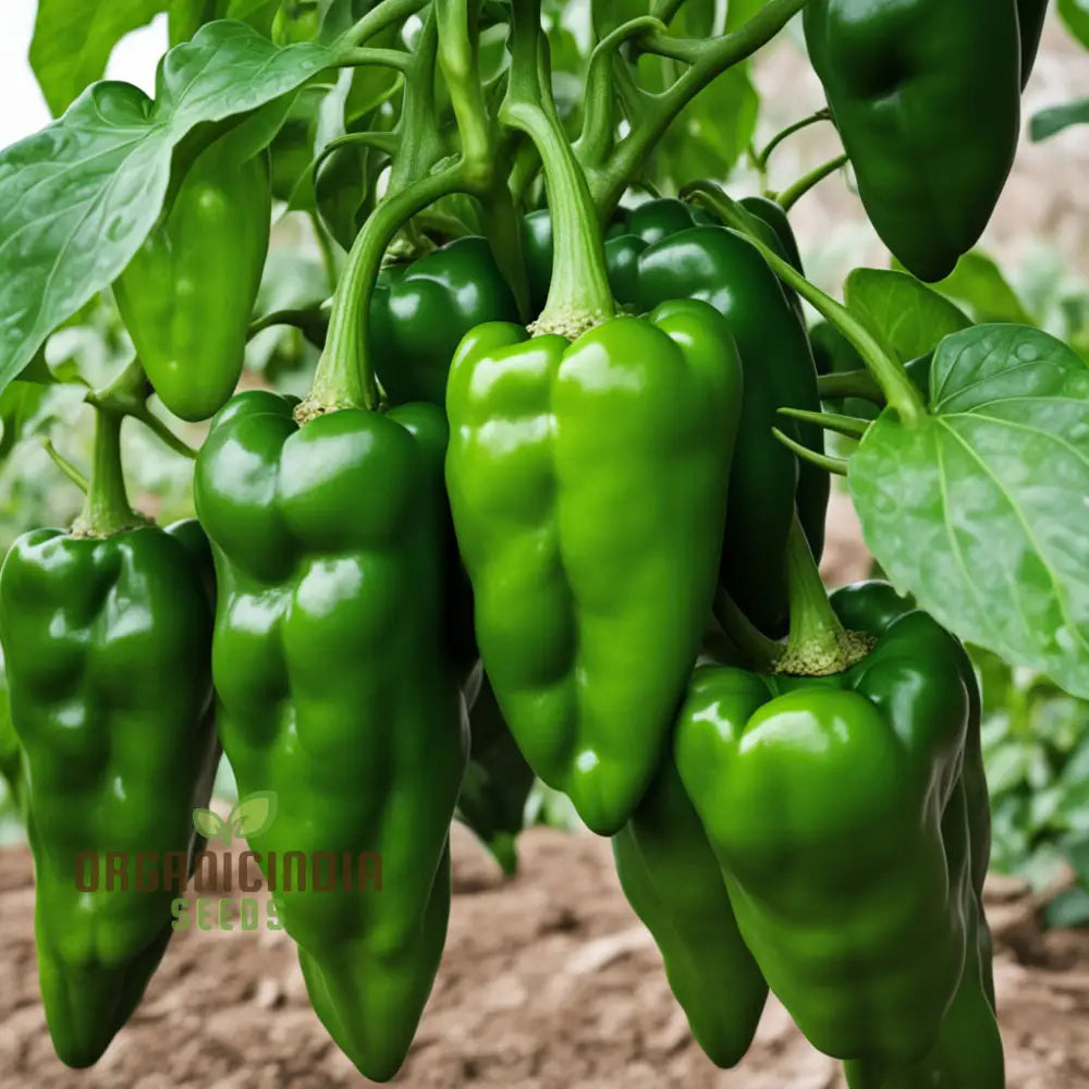 Green Padron Pepper Seeds for Planting, Mild to Spicy Pepper Seeds