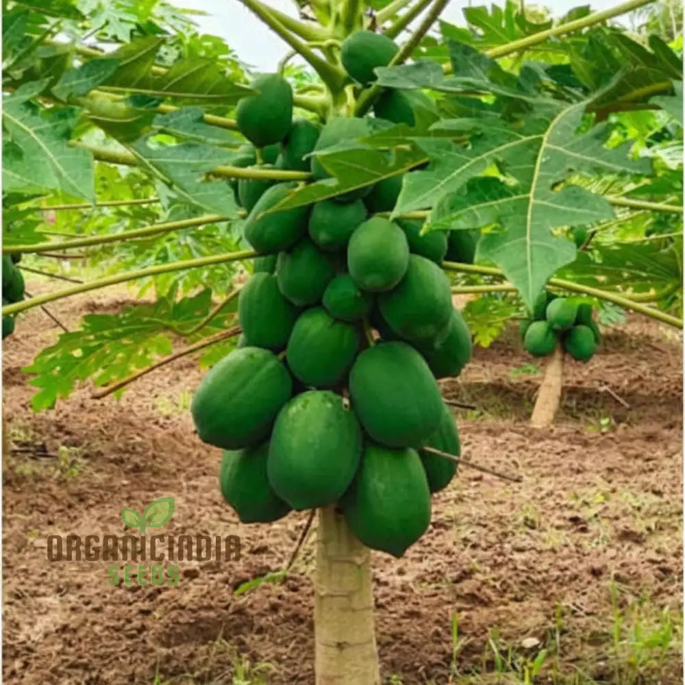 Green Papaya Fruit Seeds for Planting – Grow Tropical Papaya Trees