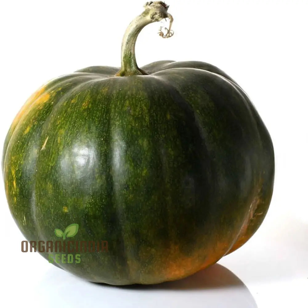 Green Pumpkin Fruit Growing on Vine, Home Garden Pumpkin Seeds