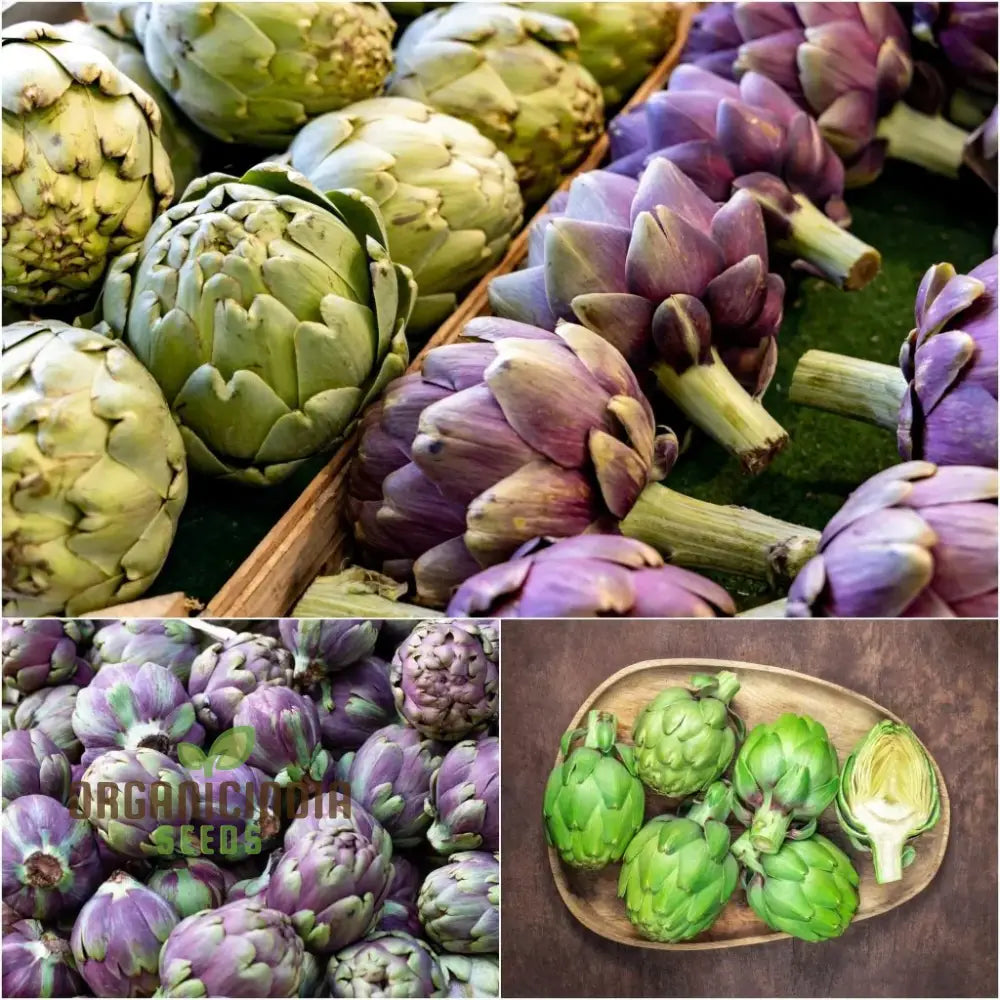 Green & Purple Artichoke Seeds for Planting, Premium Non-GMO Seeds