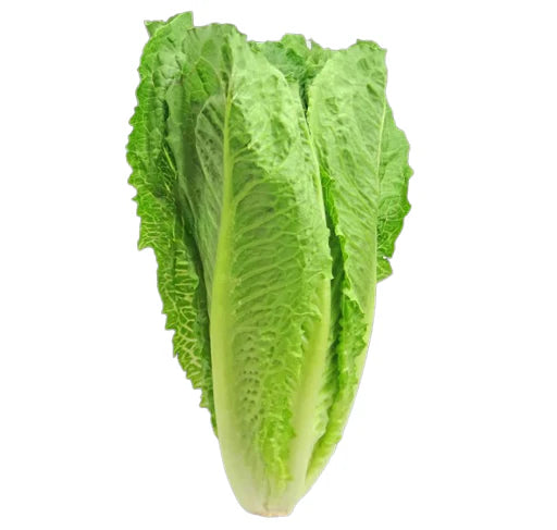 Mature Green Romaine Lettuce Plant from Seeds, Fresh Leaf Greens