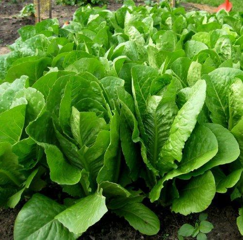 Green Romaine Lettuce Seeds for Home Gardens, Crisp Leaf Greens