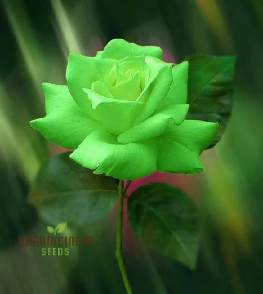 Green Rose Flower Bloom in Garden