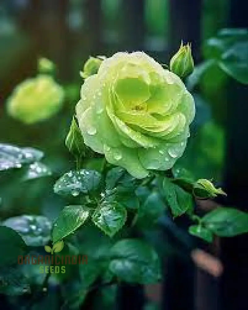 Green Rose Flowers in Landscape Border