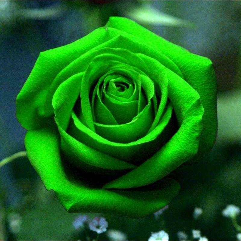 Green Rose Flower Seeds for Unique Green Blooms in Home Gardens