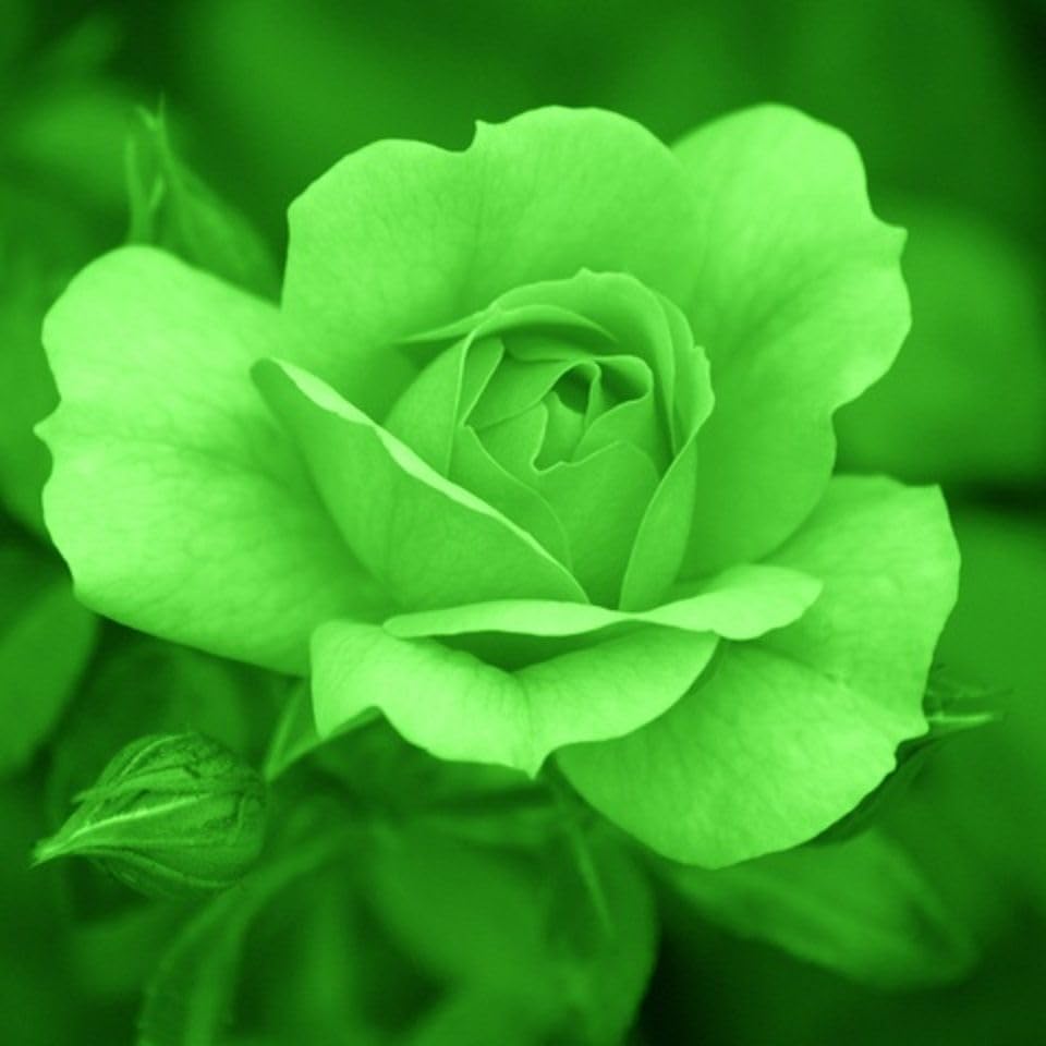 Green Rose Seeds for Vibrant Flowering Plants in Outdoor Gardens