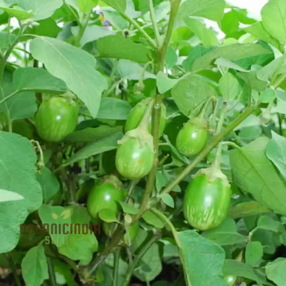 Mature Green Round Brinjal Plant from Seeds, High Yield Heirloom Variety