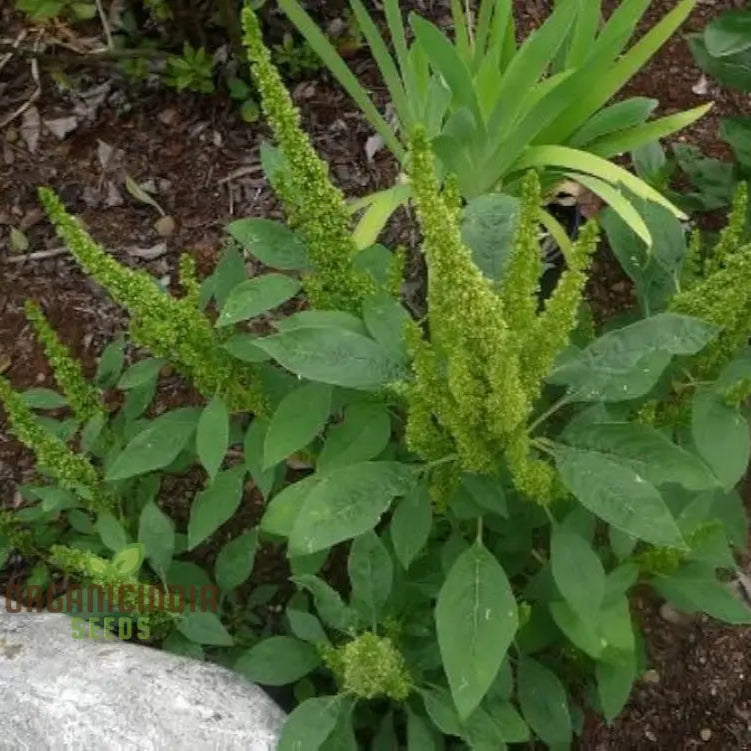 Harvested Amaranth Leaves from Seeds, Nutritious Home Garden Greens