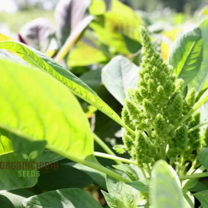 Mature Green Thumb Amaranth Plant from Seeds, High-Yield Edible Foliage