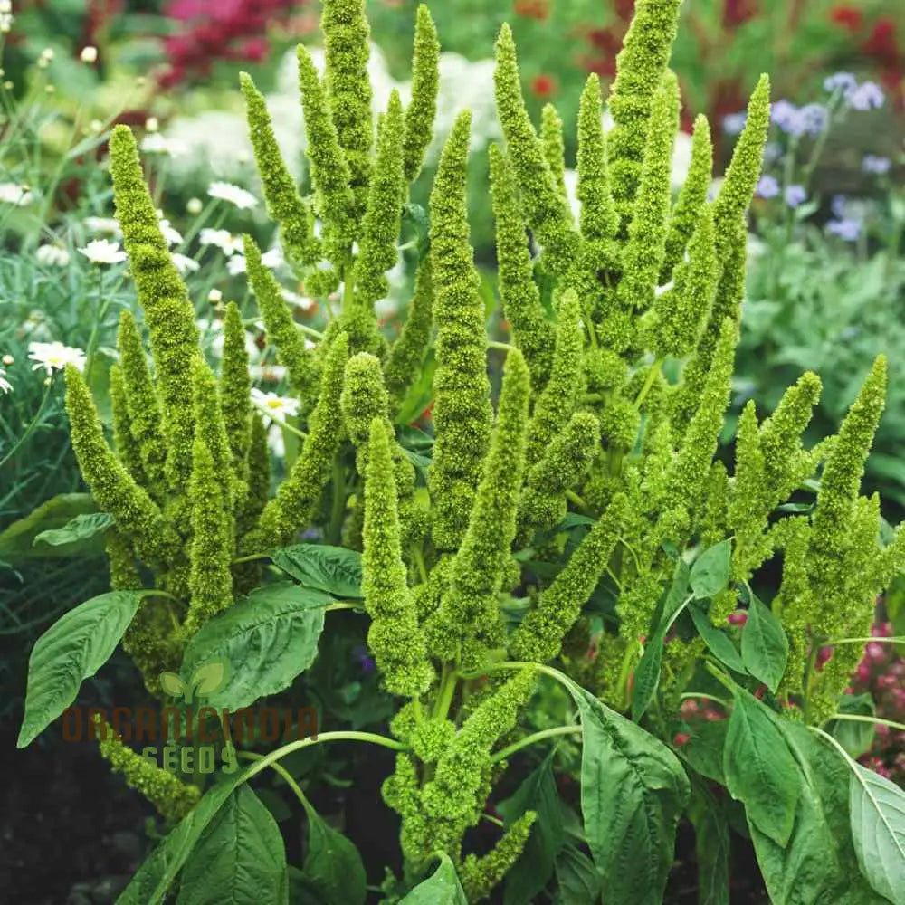 Green Thumb Amaranth Seeds for Home Garden, Edible and Ornamental Plants