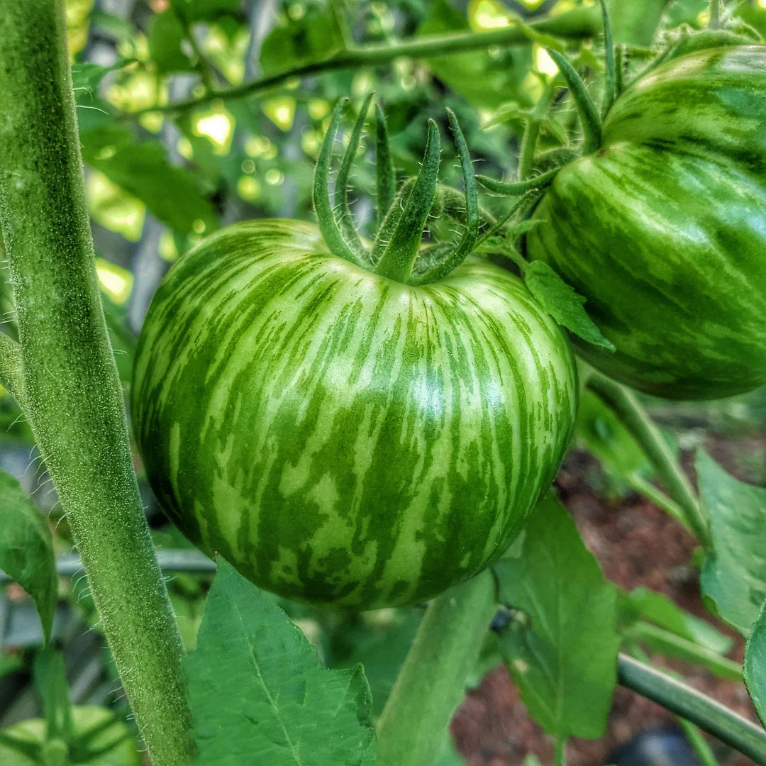 Green Zebra Tomato Plant from Heirloom Non-GMO Seeds