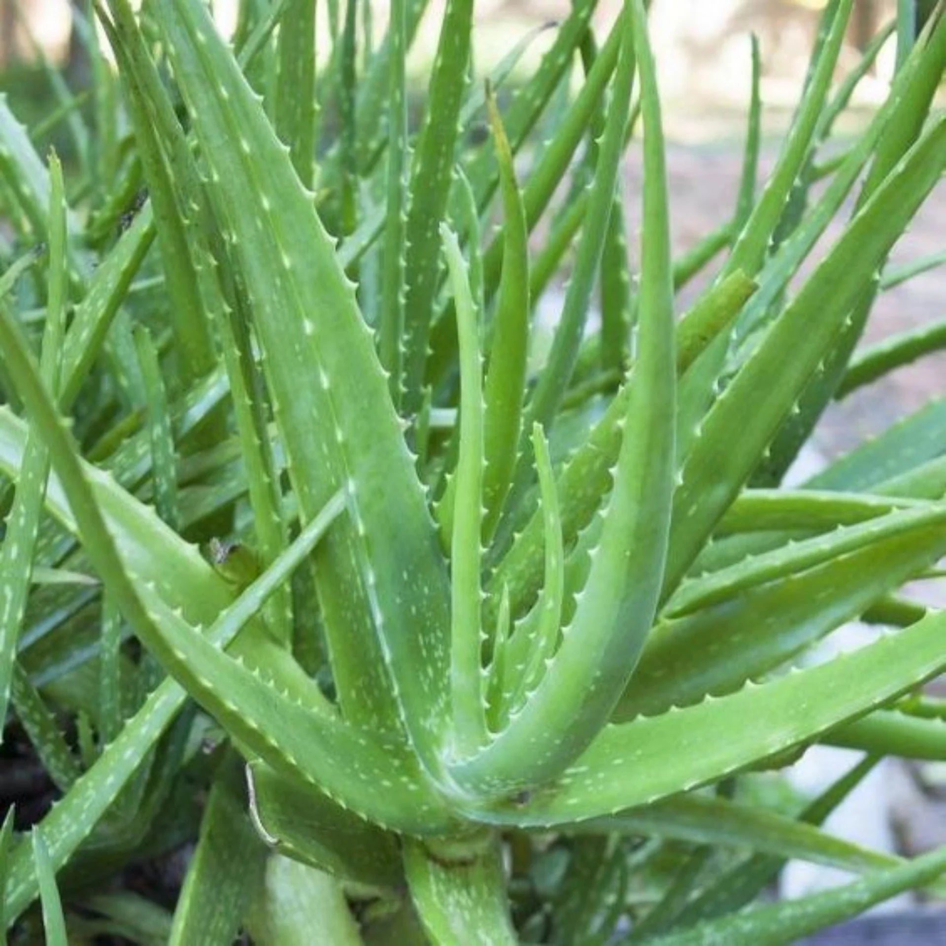 Close-up of Organic Green Aloe Vera Seeds – High Germination Rate